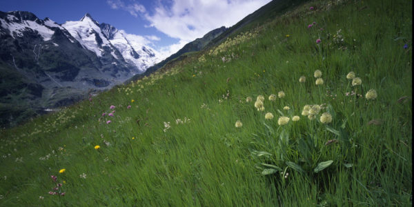Glocknerwiesen 3
