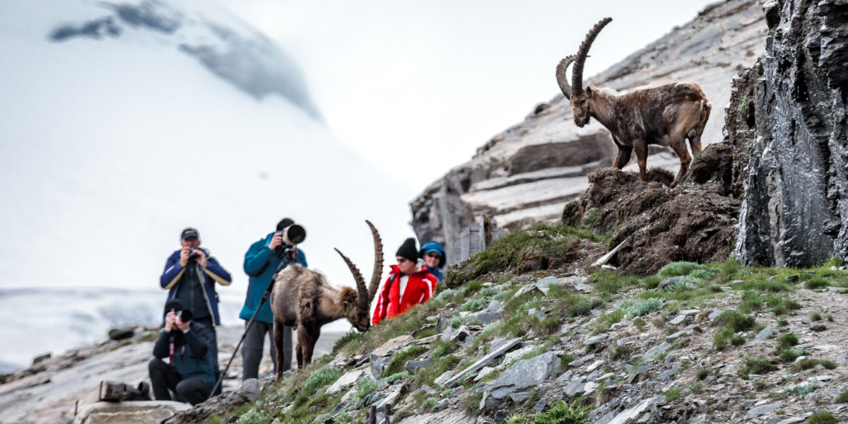 Steinböcke KFJ-Höhe - Alexander Müller