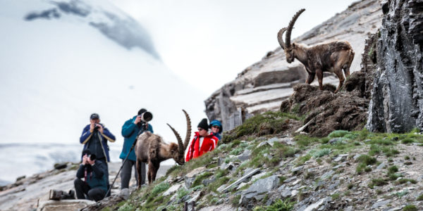 Steinböcke KFJ-Höhe - Alexander Müller