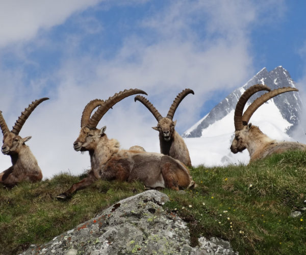 Steinböcke (c)NPHT, M. Lackner