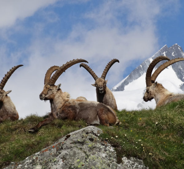 Steinböcke (c)NPHT, M. Lackner Steinböcke (c)NPHT, M. Lackner