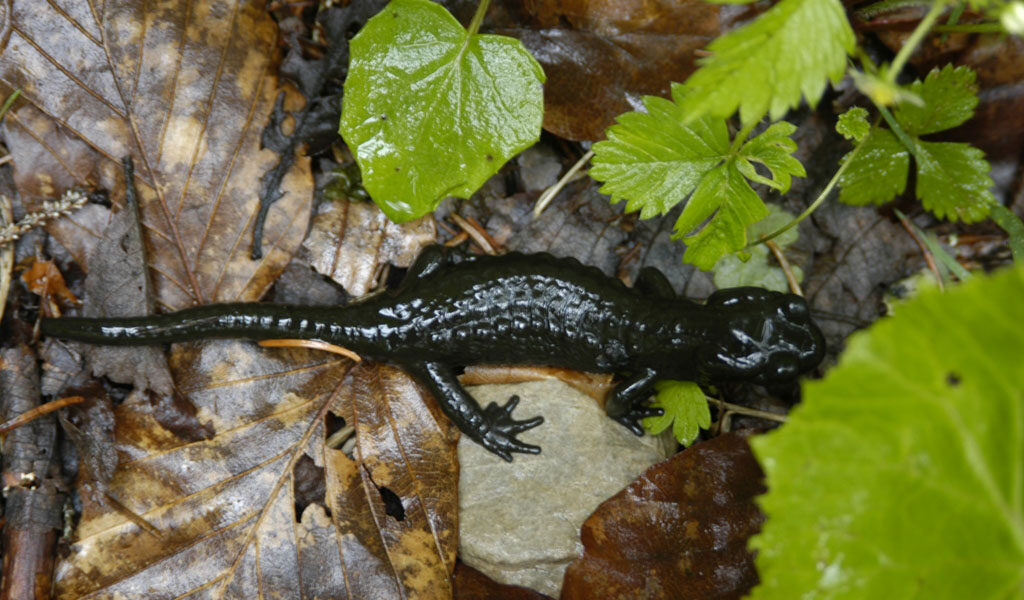 Alpensalamander