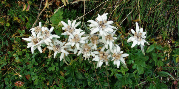 Edelweiss