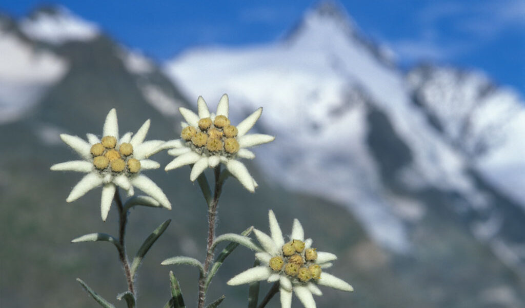 Edelweiß - Zupanc