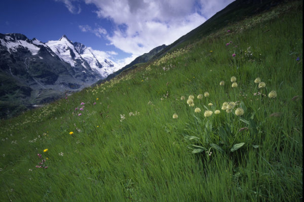 Glocknerwiesen 3