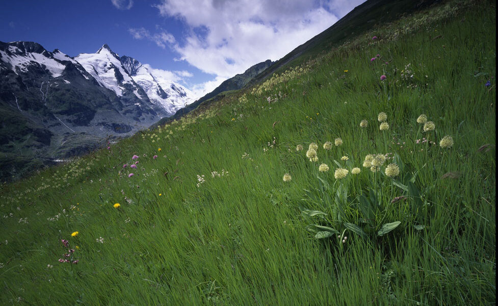Glocknerwiesen 3