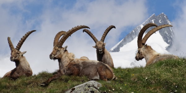 Steinböcke (c)NPHT, M. Lackner