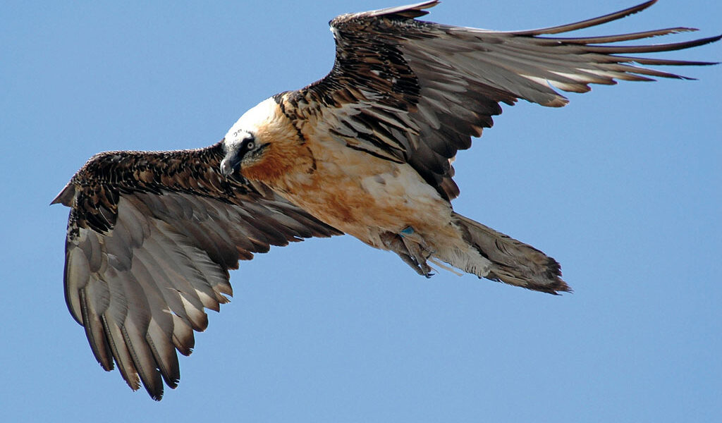 roubion c 3-4-05 Ussolo