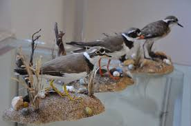 Vannis Vogelwelt Vannis Vogelwelt