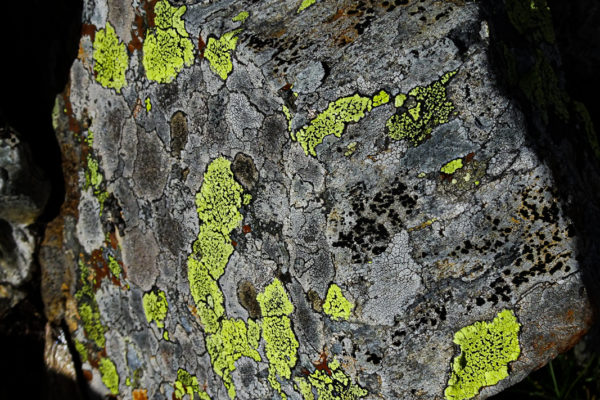 9 Flechten zaubern Gemälde in die Landschaft Kreuzeck Höhenweg Schütt