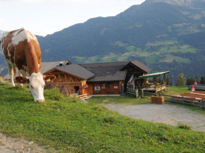 Titelbild Lainacher Kuhalm - Bildrechte Schilcher