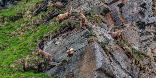 MAIERPETER_NPHT_Steinbocktour_2