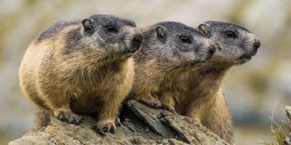 Murmeltiere C) Peter Maier